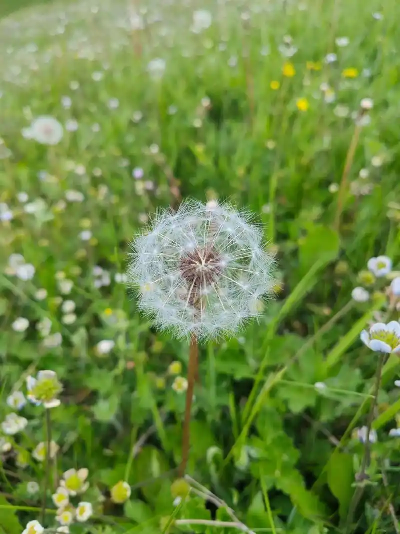 一花一草一世界 #捕捉身边的花草 #大自然的美无