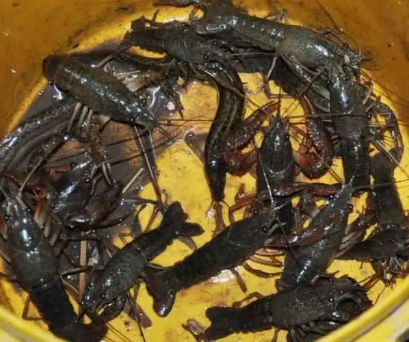 半夜三更钓龙虾,满满一大桶