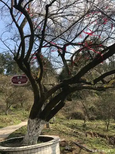 中国乌梅之乡,百节乌梅花来得正艳