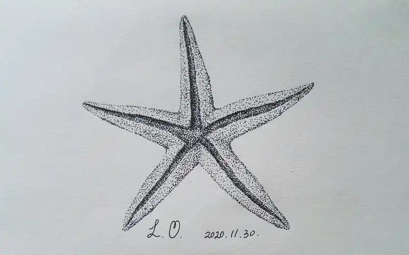 活动作品水性笔素描点画海星作画过程