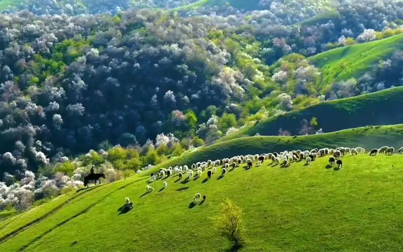 新疆伊犁中华福寿山
