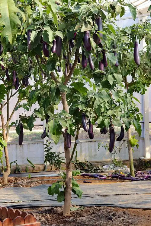 多宝茄树诞生一棵树上结了茄子番茄枸杞