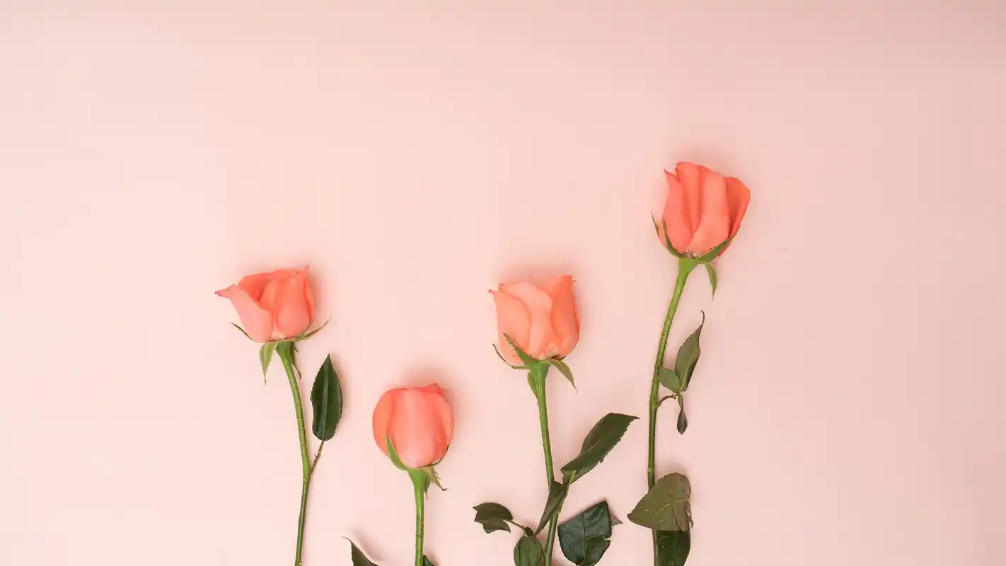 首页 桌面壁纸 高清壁纸 创意玫瑰花瓣摄影高清宽屏壁纸(4/ 7) 2017