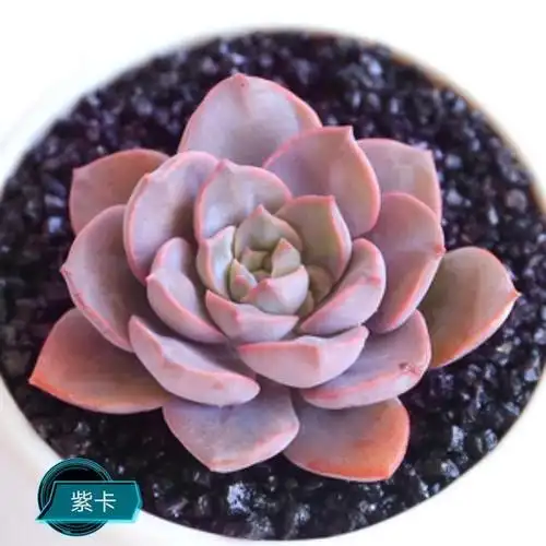 紫姬图片,光源氏对紫姬按捺不住-图片大观-奇异网