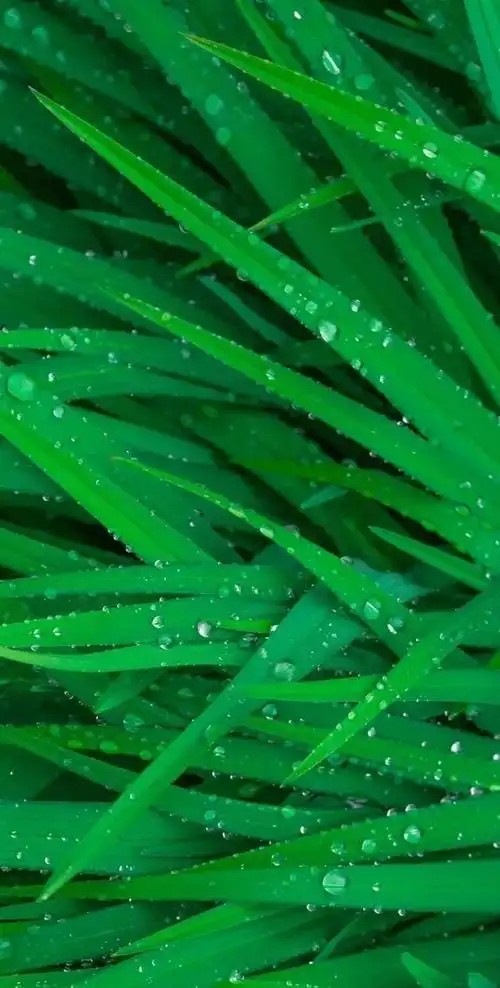 植物花卉高清壁纸护眼唯美小清新挺养眼的