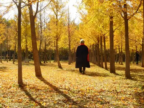 初秋到深秋,到抓住秋的尾巴,有秋的美景,也有落叶的伤感.