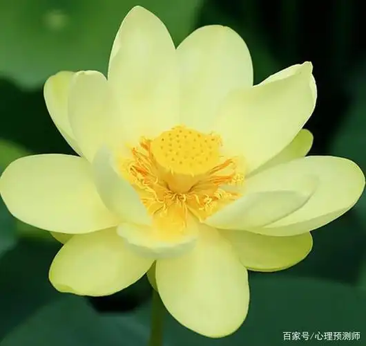 心理测试:哪一朵莲花最美?测你以后会过什么样的生活