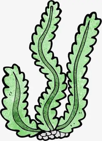 海洋植物简笔画图片海底美丽的贝壳简笔画海底水藻简笔画彩黑手绘绝缘