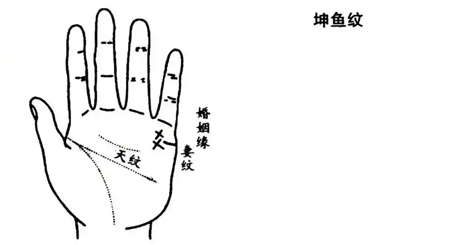 坤鱼纹主要是在坤宫也就是小指的根部位置有两个"