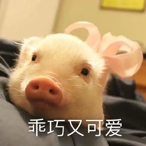 萌宠猪猪乖巧又可爱听话呆萌可爱gif动图_动态图_表情包下载_soogif
