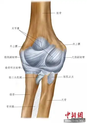 肘关节及韧带 受访者供图