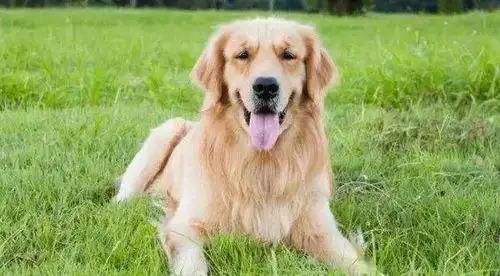 1994年属狗是什么命,1994年五行属什么