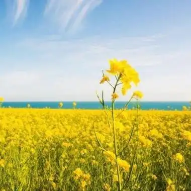 2023适合女人一辈子好运头像 2023年女人吉祥好运微信头像_风水头像