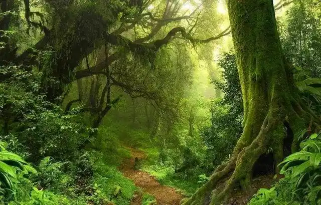 亚马逊热带雨林是一个生态环境良好,物种繁多的一个热带雨林,这个雨林