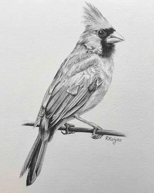 活灵活现的各种鸟类素描,果断收藏!