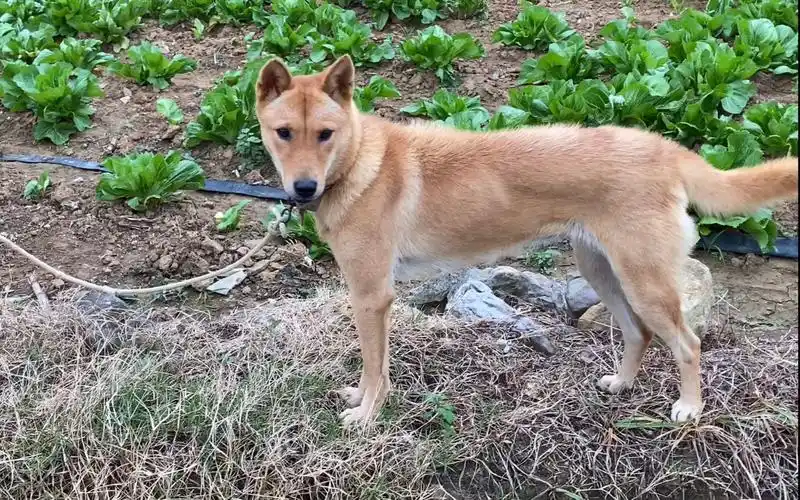 遇到一条形似狐狸的土猎犬,背长倒钩毛,非常罕见!