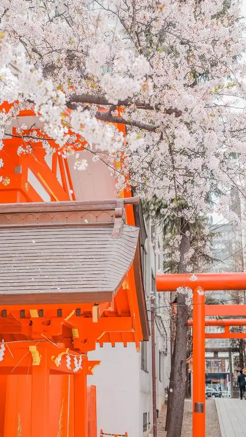 超好看的日本樱花图片太美了