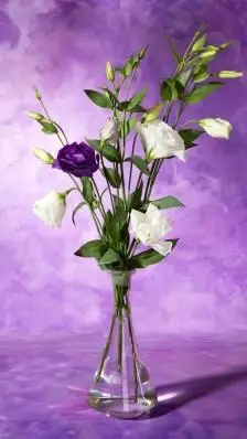 洁白的花朵在绿叶层里傲然绽放,在静谧的紫色中,气氛幽然