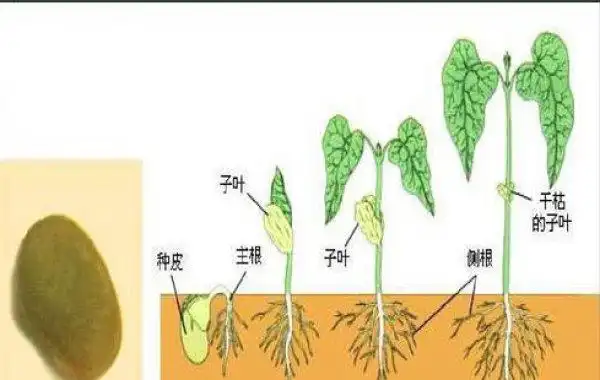 蚕豆生长中期怎样管理蚕豆中期管理技术要点