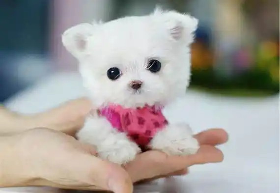 茶杯犬多少钱一只