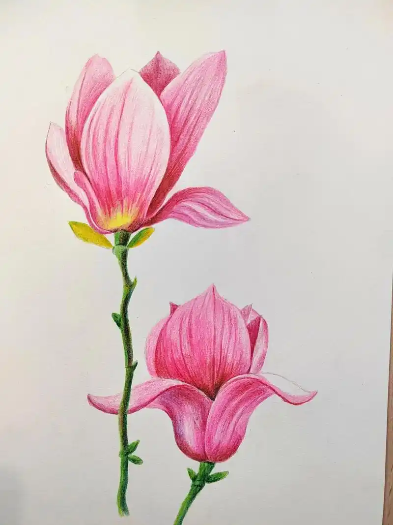 简单易学的彩铅玉兰花画法.#图文伙伴计划 #一起学画画 #彩 - 抖音