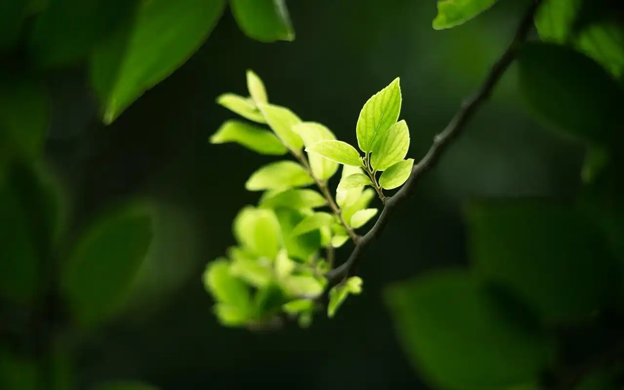 绿色护眼植物花卉微距摄影图片宽屏壁纸