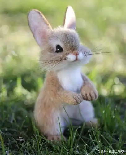 心理测试:你认为哪种小动物最可爱?测你周围有多少人在乎你