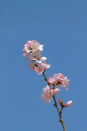 桃花美图大全供大家欣赏,喜欢的朋友,也可以保存电脑或者用来作手机中