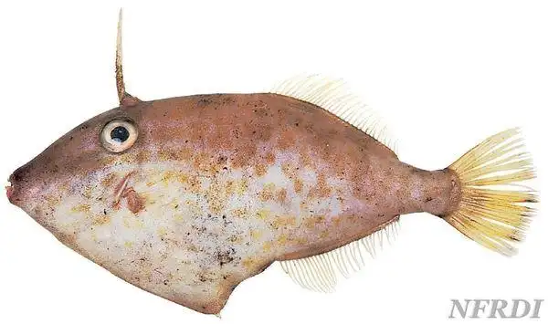 在潮汕地区,剥皮牛鱼叫什么鱼?