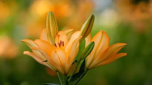 壁纸 橙色花瓣百合 3840x2160 uhd 4k 高清壁纸, 图片, 照片