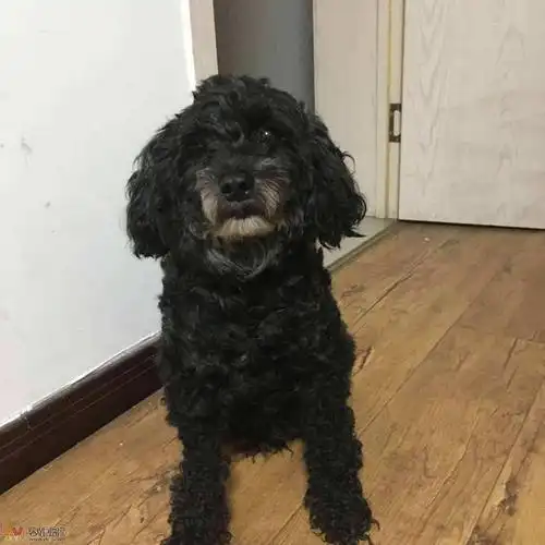 泰迪有多种颜色,但养黑色泰迪的人却很少.