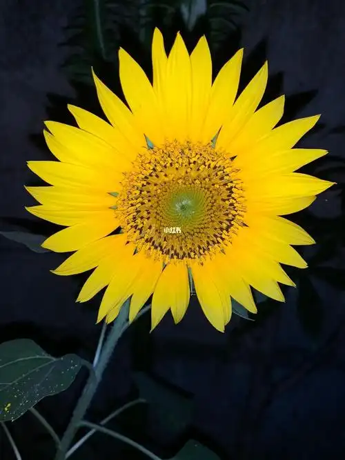 成功收获到了100岁还要坚持的爱好种花