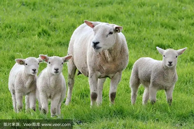 母羊和她的三只小羊羔在草地上