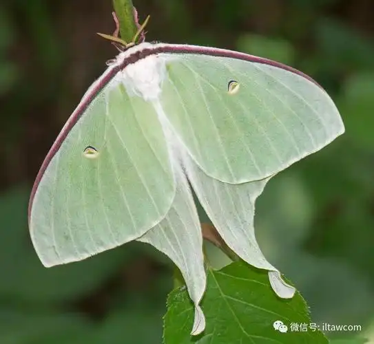 物种图册大水青蛾