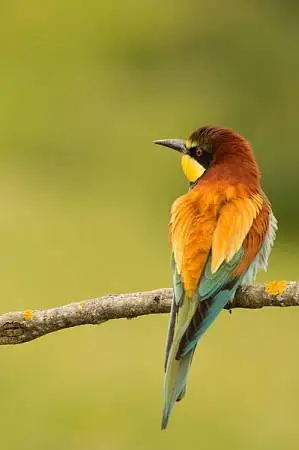 小鸟图片_图片大全