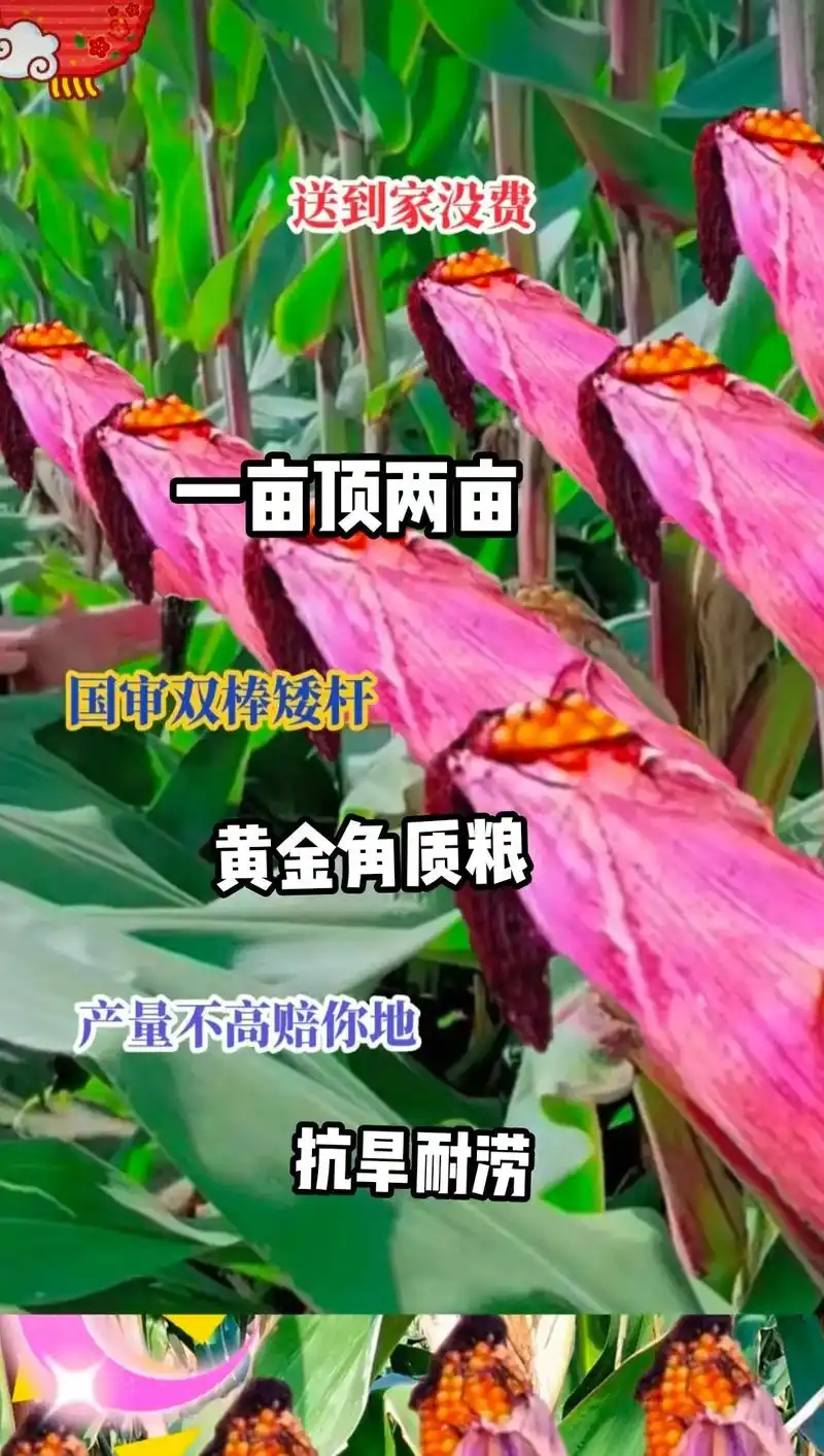 最新国审高产玉米种子 #紫根紫杆高产大棒 #抗倒先锋抗旱之 - 抖音