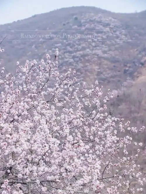 的妙峰山春游跑山～自驾妙峰山春日赏花环线,仿佛误入春天的桃花海,漫