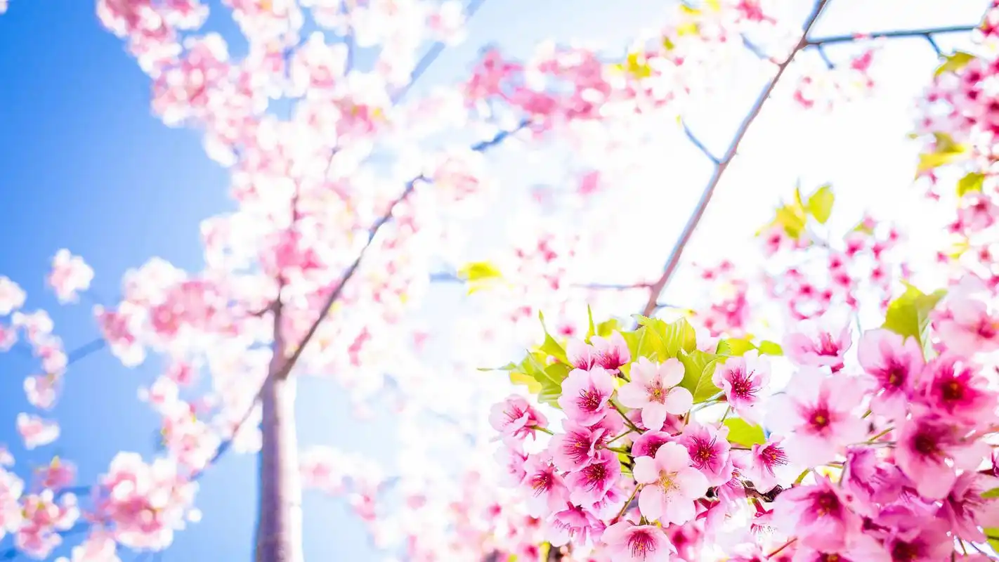 初春唯美粉色桃花高清风景壁纸