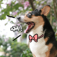 啊- 柯基动态qq表情包_微信表情包表情