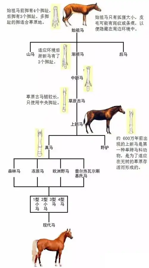 真马,这是马的祖先.