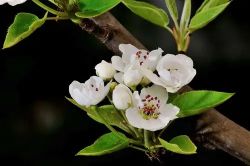 梨花,是最美的春日诗词!