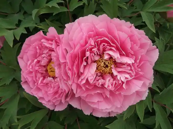 [分享]洛阳牡丹——银红巧对