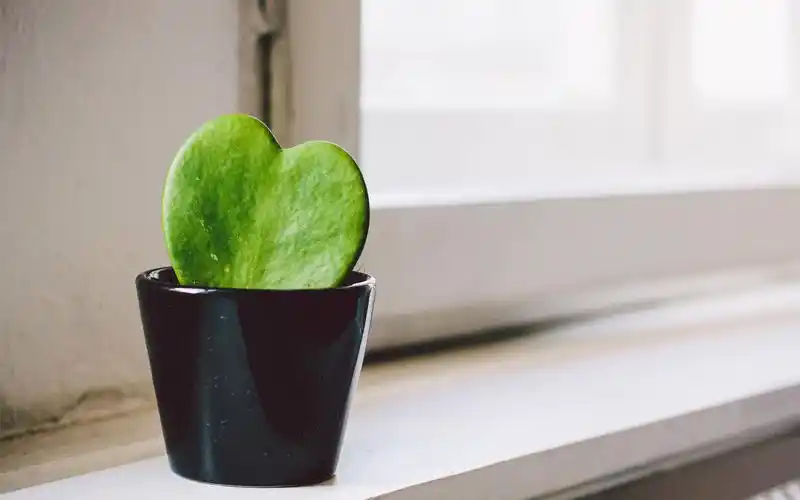 室内小清新植物风景桌面壁纸,风景壁纸,唯美,小清新,植物,风景,壁纸