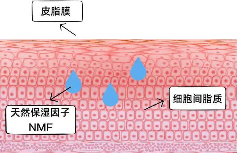 moisturizing factor),指的是角质层中存在的一种具有保水作用的吸附