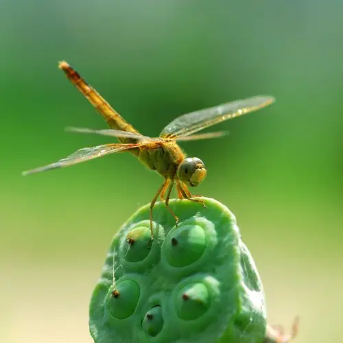 蜻蜓图_生态_poco摄影,蜻蜓,生物