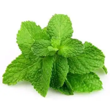 源外园云南薄荷叶新鲜现摘500g可食用泡水留兰香调酒烘培装饰专用500g