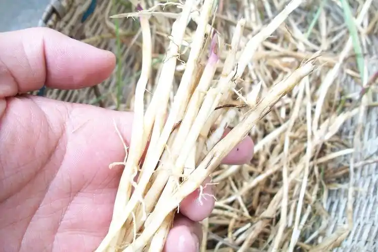 白茅根草全株图片,白茅根全草图片-图片大观-奇异网