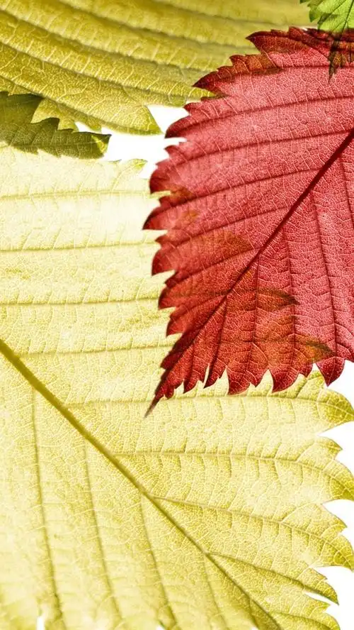 红绿黄叶的特写 640x1136 iphone 5/5s/5c/se 壁纸,图片,背景,照片