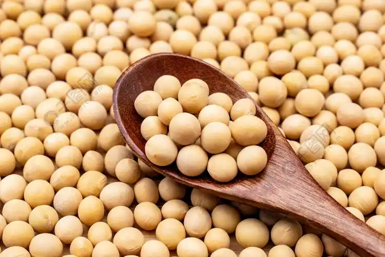 黄豆高清摄影图素材
