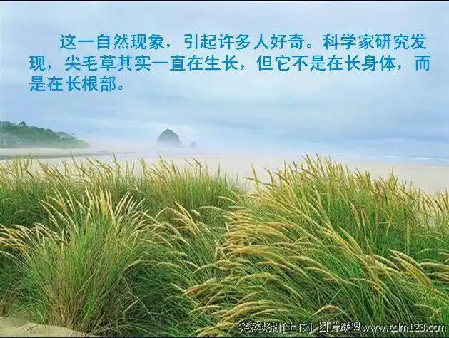 非洲草原上的尖毛草给我们的教育启示